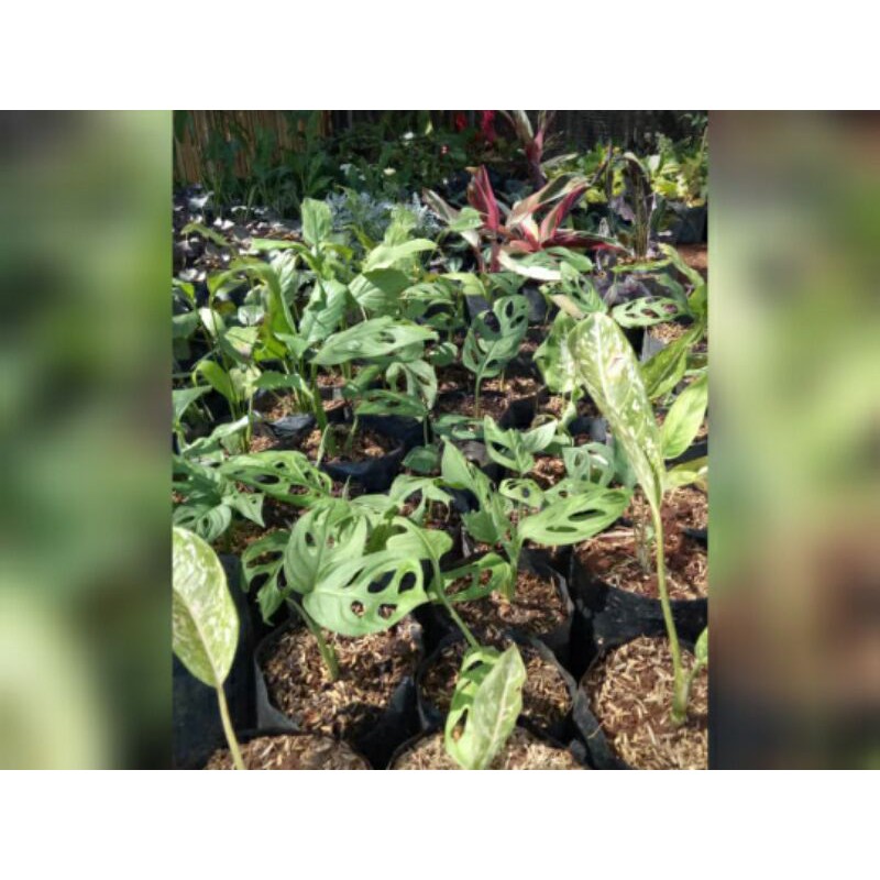 Janda bolong daun 4-6