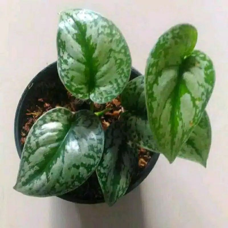 tanamam hias sirih gading silver scindafsus ficus