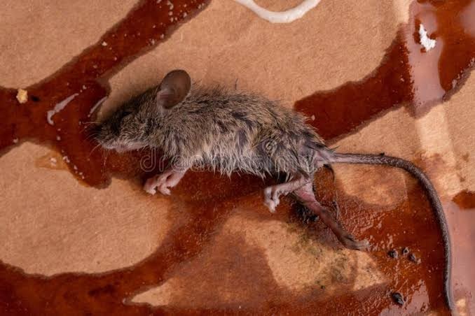 Obat Pembasmi Tikus Paling Ampuh Ramtus Racun Tikus Mati Kering Tidak Bau Racun Tikus Mobil 12 Pack