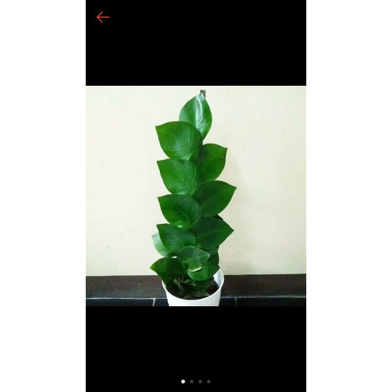 tanaman hias bunda hidup dolar rambat daun besar climbing