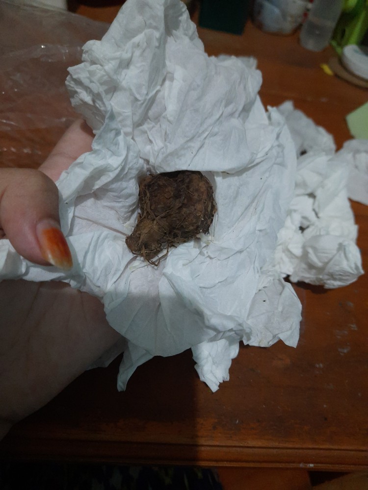 Cladium White Qween Bonggolan