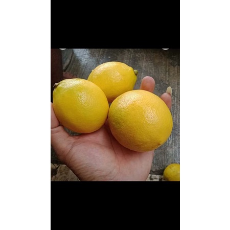 

lemon fresh kiloan
