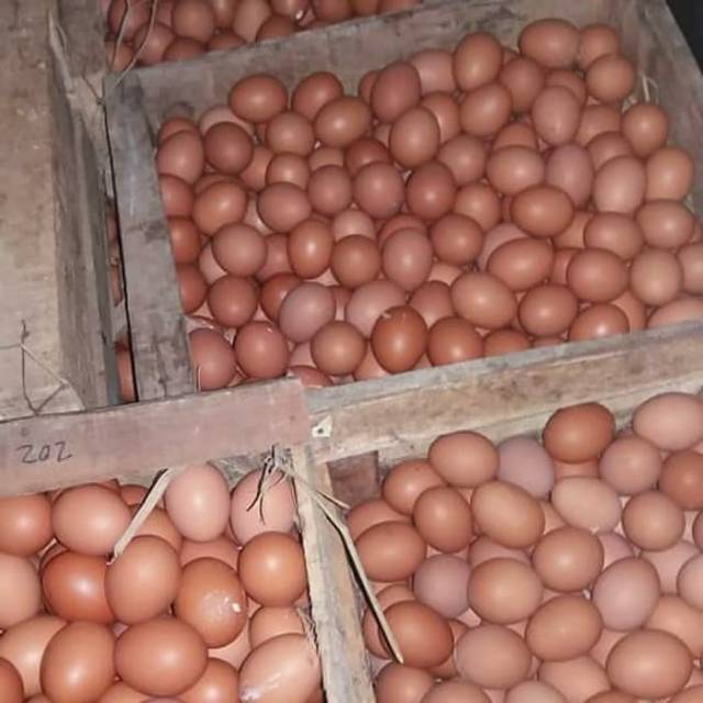 

RB Telur ayam / Telor ayam negeri per kilo