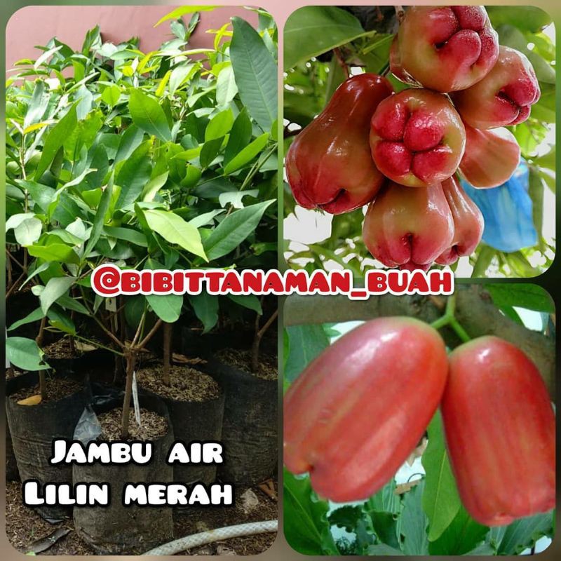 bibit jambu air lilin merah Cepat berbuah