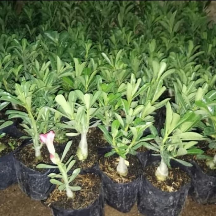 Pohon Adhenium / Kamboja Jepang - Tanaman Hias Bibit Bonsai Adenium