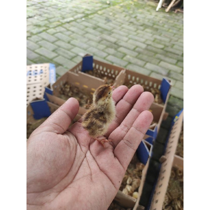 Telur Tetas Telur Fertil Fertil Puyuh Petelur Telur Burung Puyuh GPS/PS Hitam&Cokelat