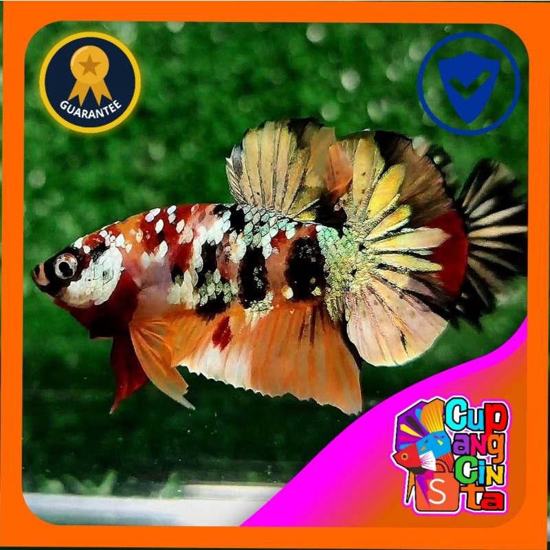 CUPANG KOI COPPER BAGUS