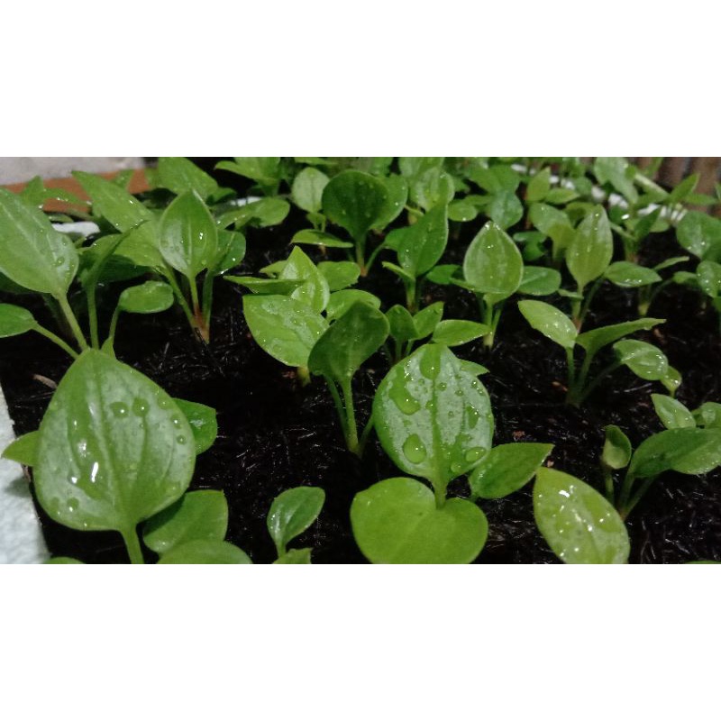 bibit jemani cobra,tornado,mangkok oval