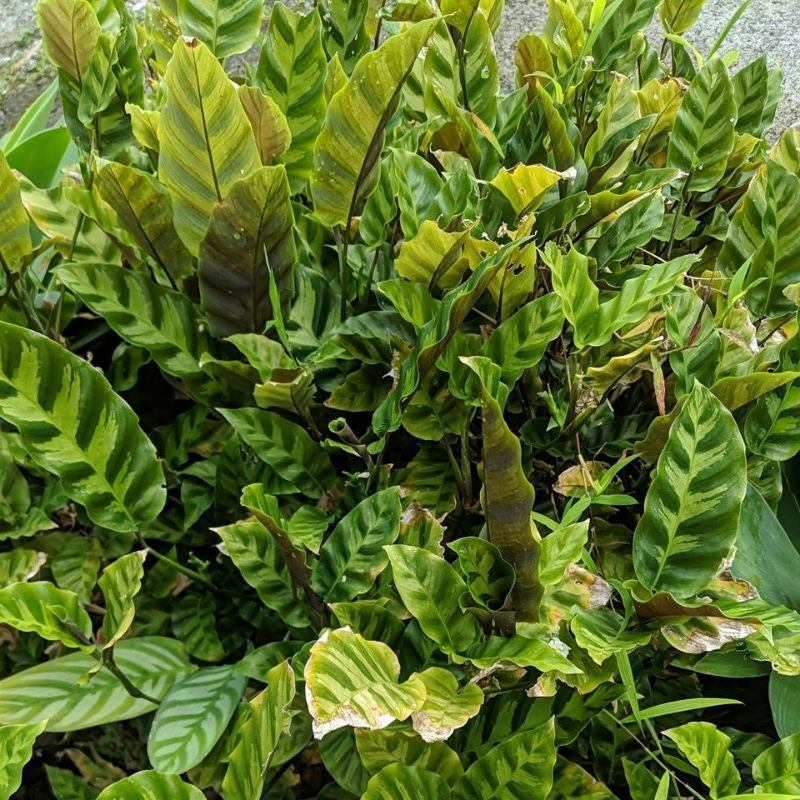 DIARY PETANI - Calathea Bulu Ayam Subur