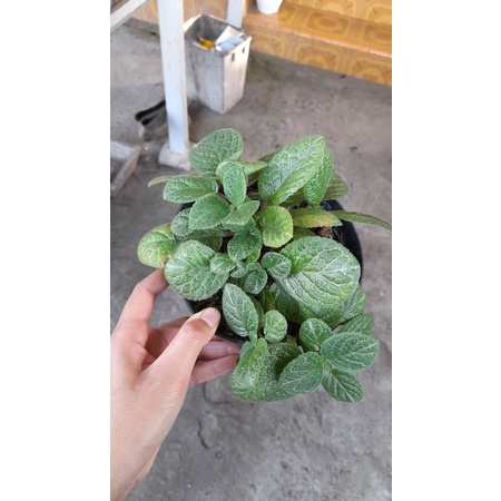 Episcia Hijau