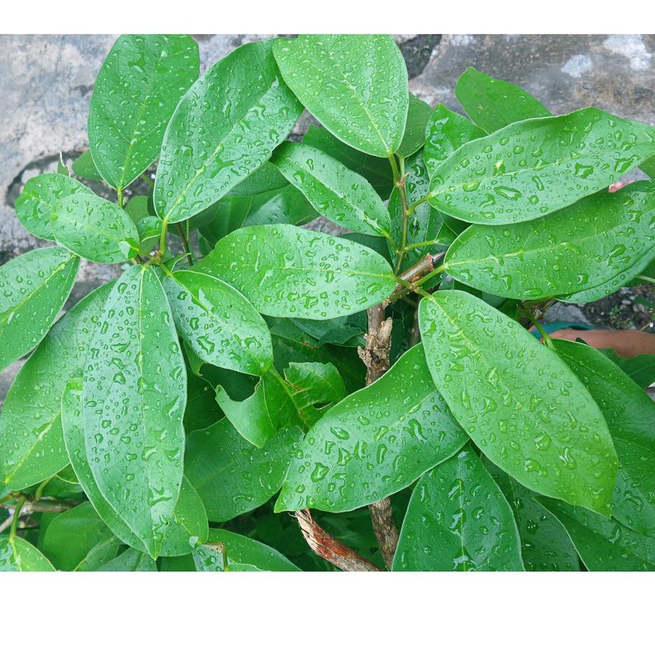 

3.3 Promo >> 1kg Daun cincau hijau / daun cincau perdu