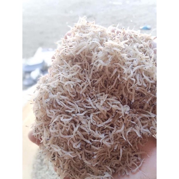 

PENJA/TERI MEDAN