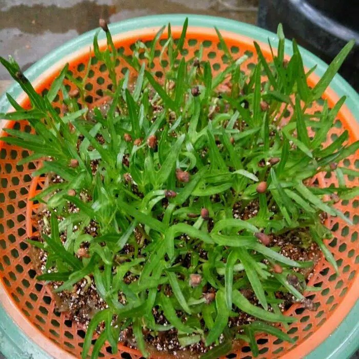 benih kangkung untuk hidroponik