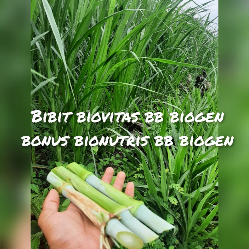Bibit rumput BIOVITAS bonus BIONUTRISS