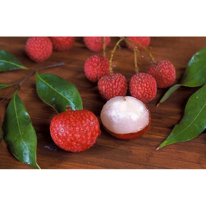 BLN BIBIT TANAMAN BUAH LYCHEE 60CM