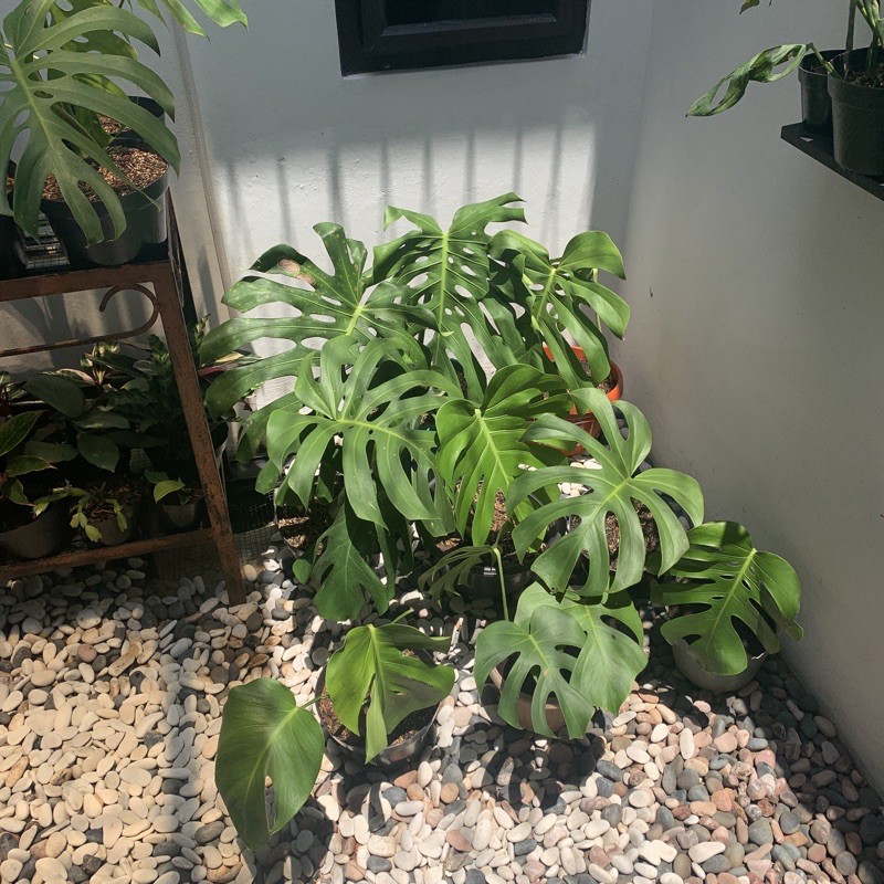 Jual Tanaman Philodendron Monstera Deliciosa Monstera Borsigiana