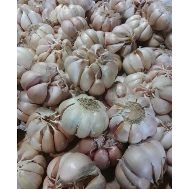 

bawang putih