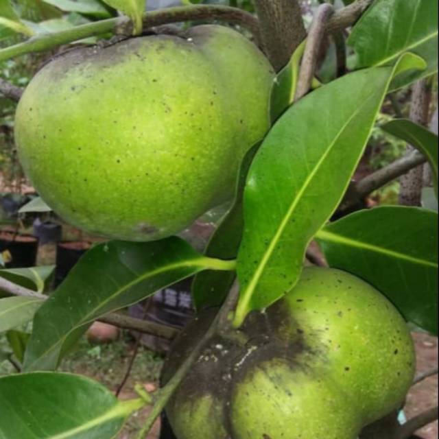 Bibit Black Sapote Okulasi Giant