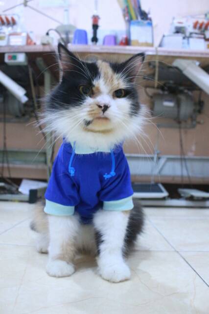 Kaos hoodie full biru list biru laut untuk kucing dan anjing size S M L XL