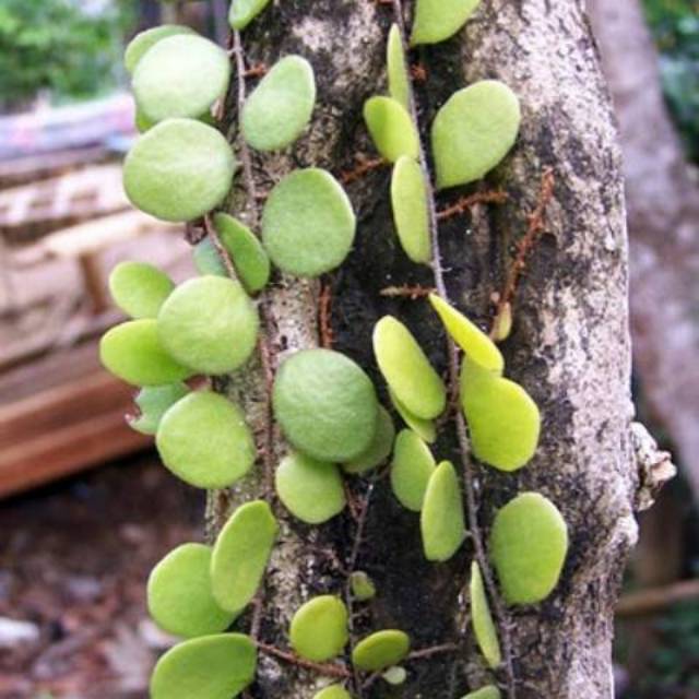 

daun sisik naga kemasan 2 kg herbal segar