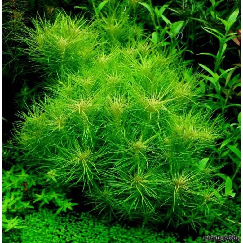 Rotala Nanjenshan - Tanaman Aquascape Aquarium -Tanaman Aquascape Tanpa Co2