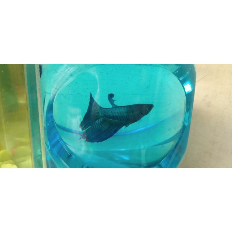 ikan cupang halfmoon rosetail