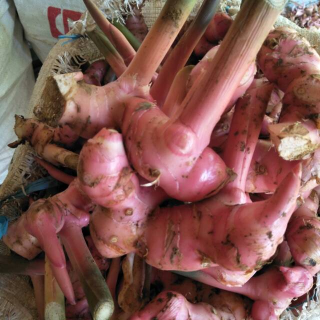 

Laos merah per 100 gr untuk bumbu dapur