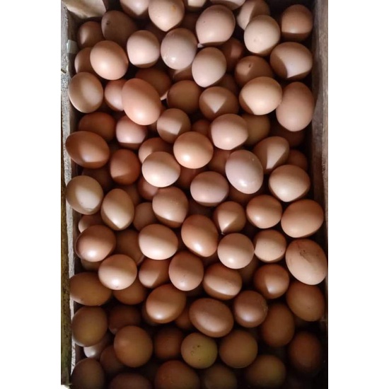 

telur ayam fress