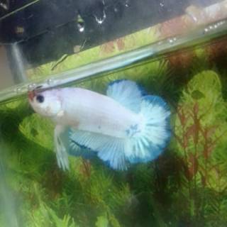 betta fish plakat blue rim male hiasan aquarium murah ikan