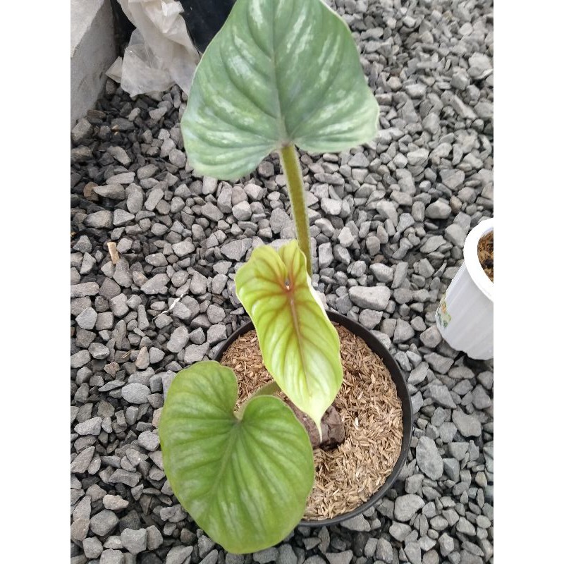 Tanaman pilodendron plowmanii Narrow