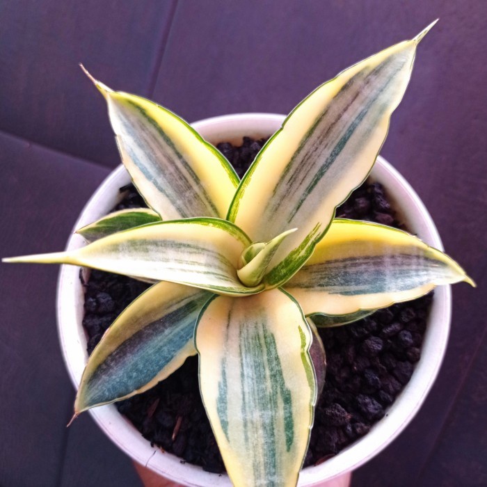 sansevieria cordova white variegata KAKTUS SUKULEN | TANAMAN HIAS