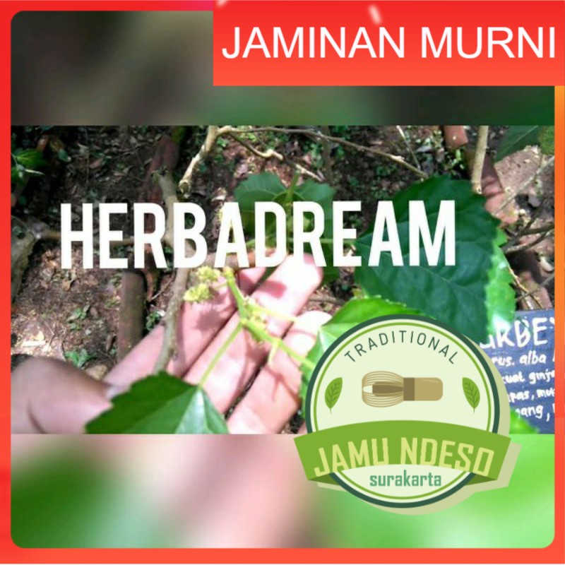 

DAUN MURBEI / MULBERRY BUBUK 100 GRAM - Morus Alba - MURNI - JSR - REMPAH - PREMIUM QUALITY