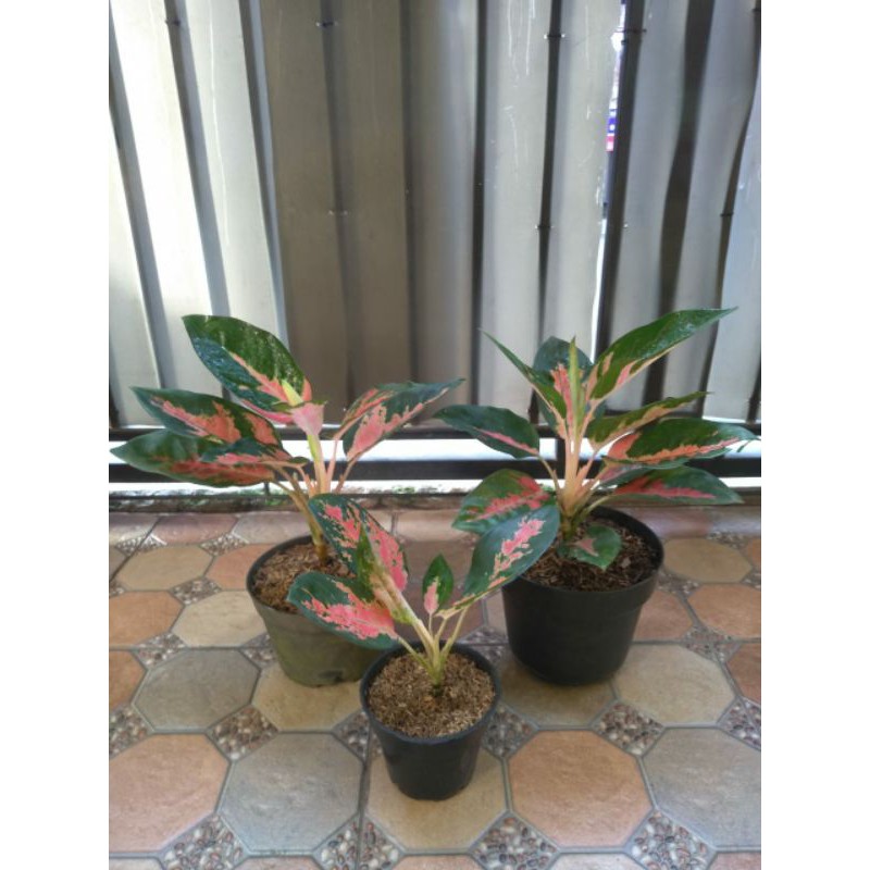 Aglonema Kochin Sexy Pink