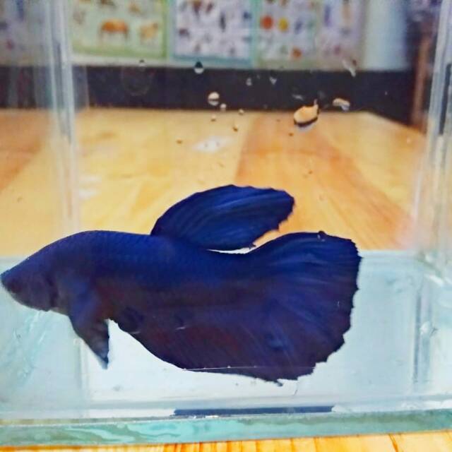 Ikan Cupang Giant Royal Blue Sepasang Jantan Bo 5 5 Betina Bo 4 5 Shopee Indonesia