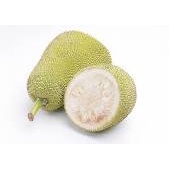 Bibit Tanaman Nangka Sayur - Bahan Sayur Gudeg