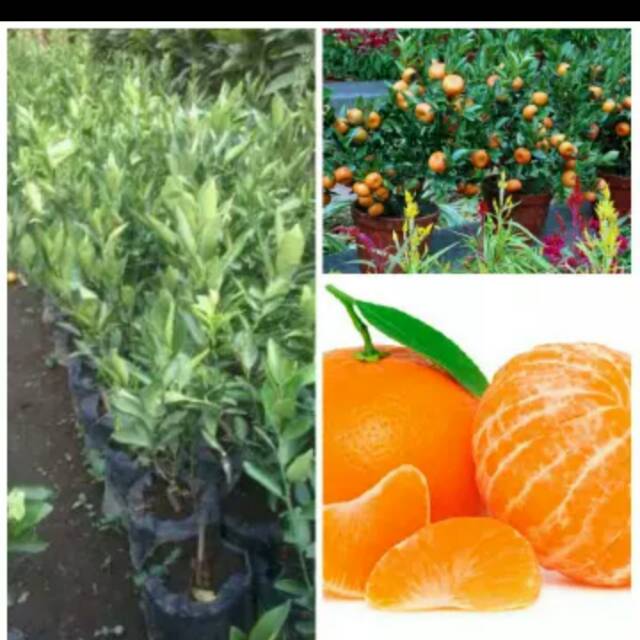 Bibit Jeruk Mandarin