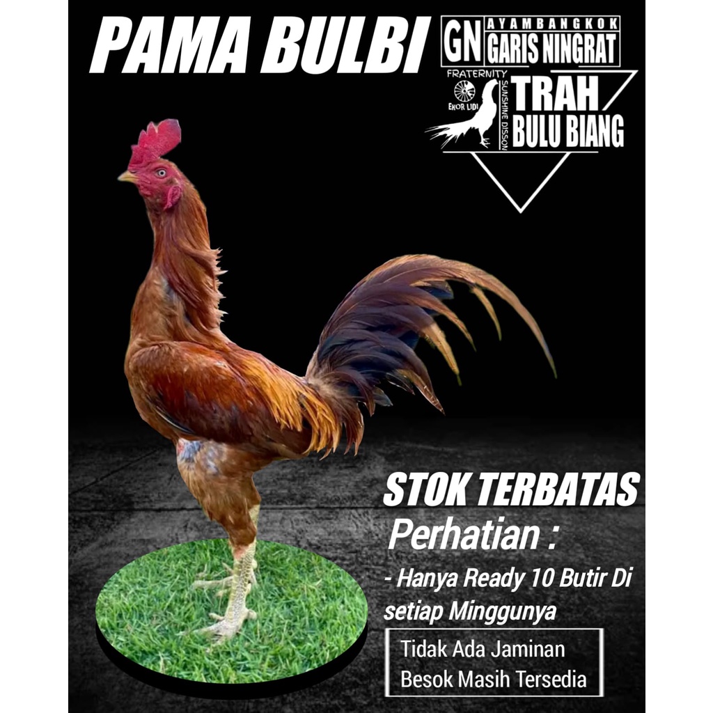 Ayam Bangkok Asli Pama bulbi WANGKAS AREN NO SERIE 0025 Limited Edition Telur Fertil