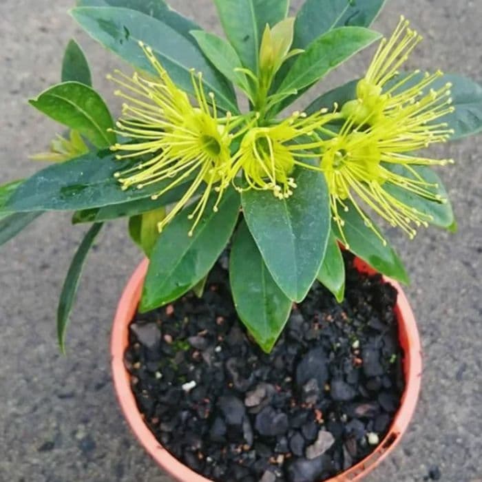 bibit tanaman hias xanthostemon - santos Temon