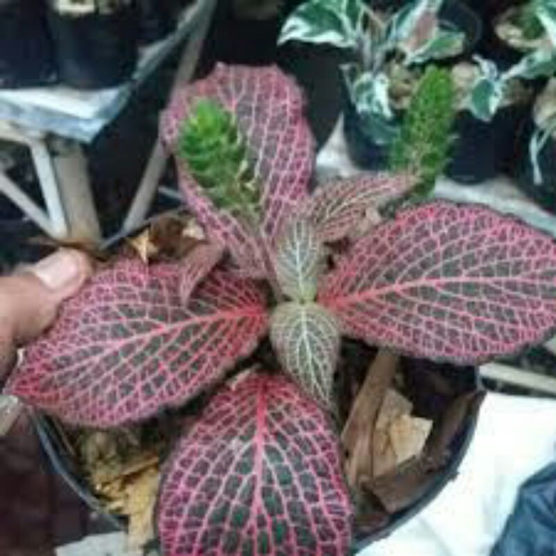 Tanaman hias pitonia merah / Tanaman fittonia merah - BAKUL KEMBANG