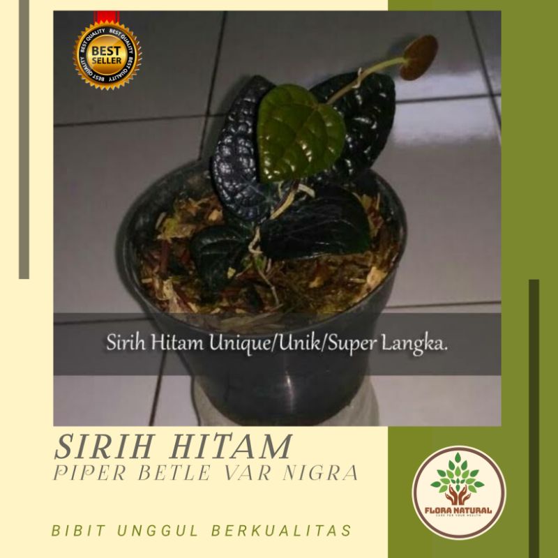 Bibit tanaman sirih hitam asli tanaman langka