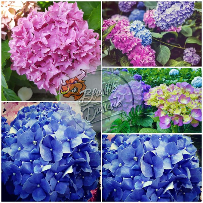 Bunga Rotansia Holland / Hortensia / Bunga Panca warna