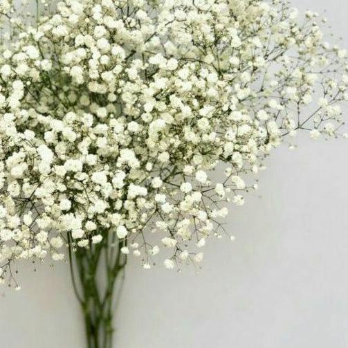 ➵ Baby Breath Asli Fresh Perbungkus Impor / Bunga Gypsophila Fresh ❁