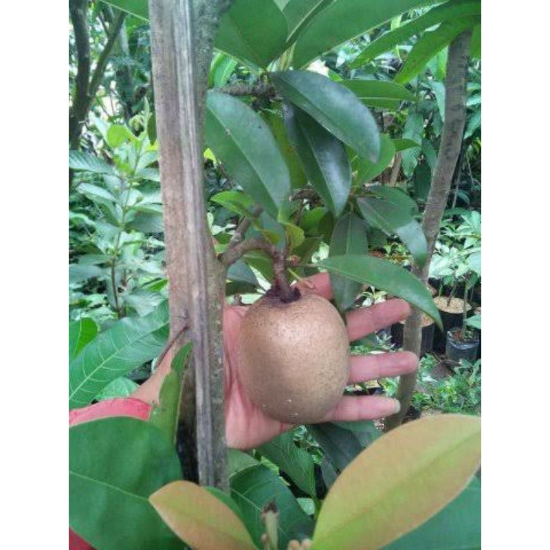 bibit sawo jumbo alano