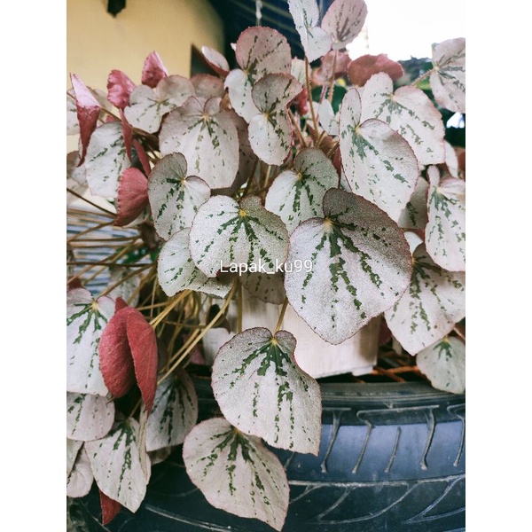 BEGONIA SILVER DOLLAR BEGONIA SPARKLY MURAH RUMPUN BESAR