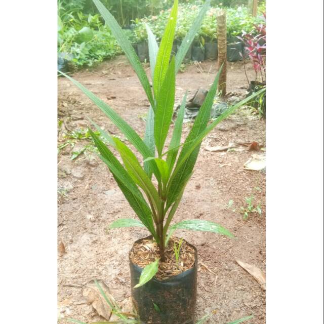 Tanaman Hias Bunga Rawelia Tegak / Pohon Rawelia