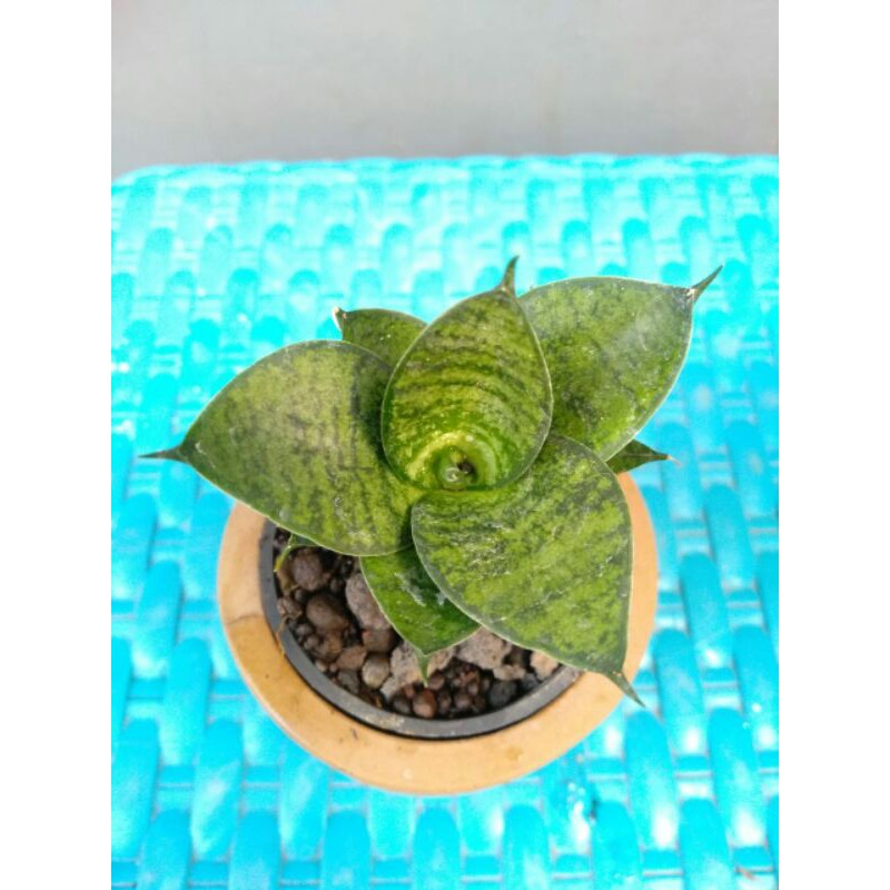 Tanaman hias mini sansevieria / sansivera hybrid (black makaila x frosty spears) x ballyi