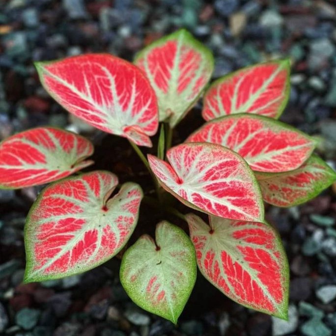 TANAMAN HIAS CALADIUM WHITE BONE KELADI WHITE BONE
