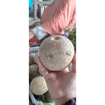 

kawista / Buah kawis jumbo / harga per biji
