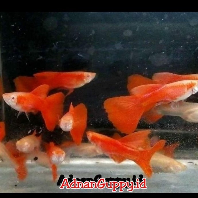IKAN GUPPY AFR / FULL RED / SUPER RED PER EKOR