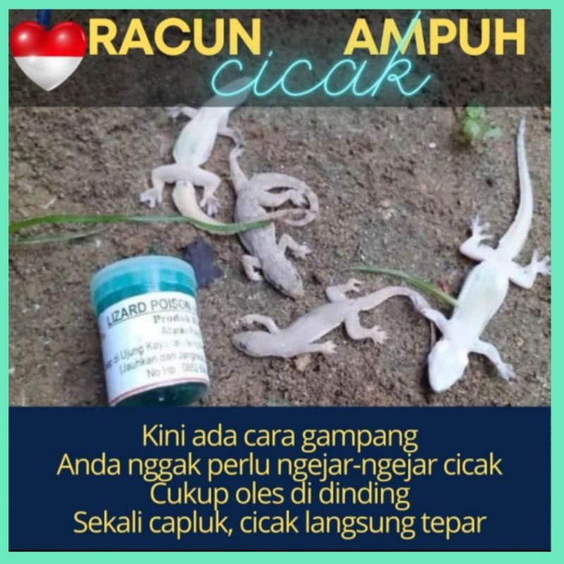 Racun Cicak Racak Herbal